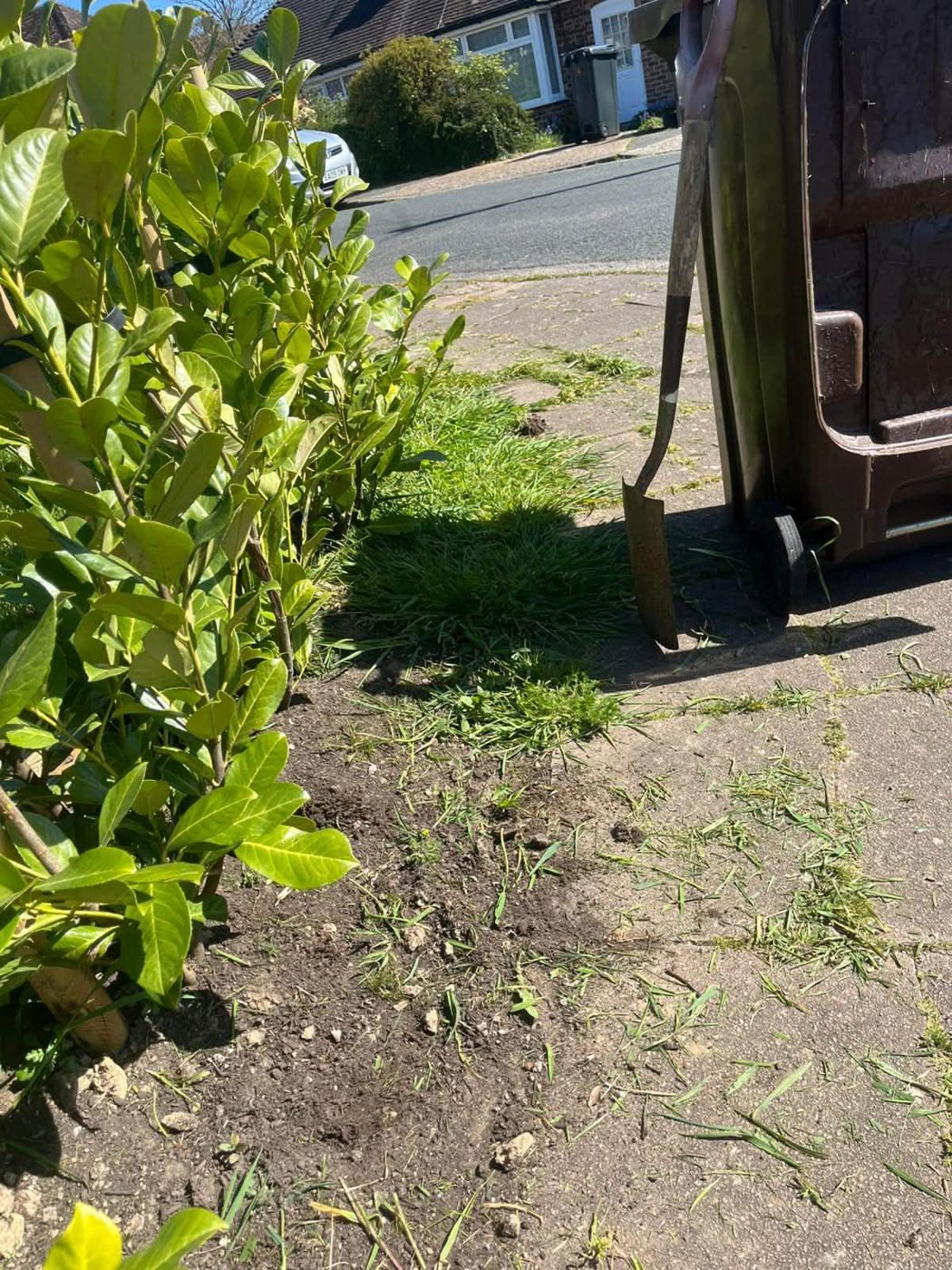 Soil border dug out beneath a laurel hedge
