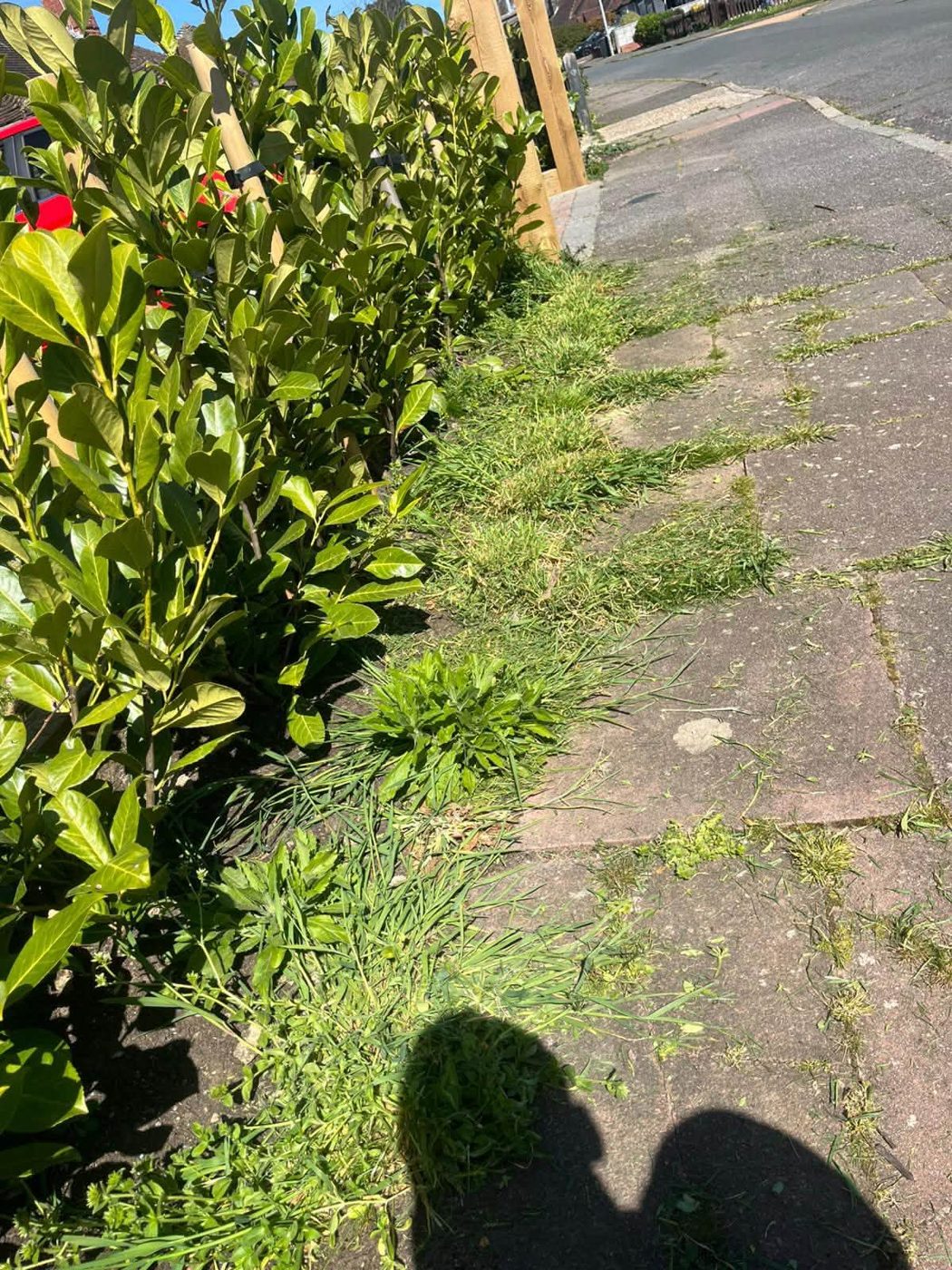 Grass and weeds growing along a paved hedge line
